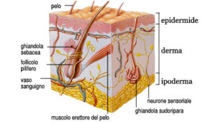 rappresentazione schematica del derma - pelle